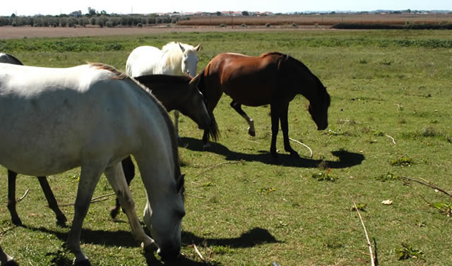 A equada em pastoreio livre