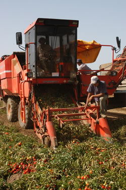 Colheita Tomate