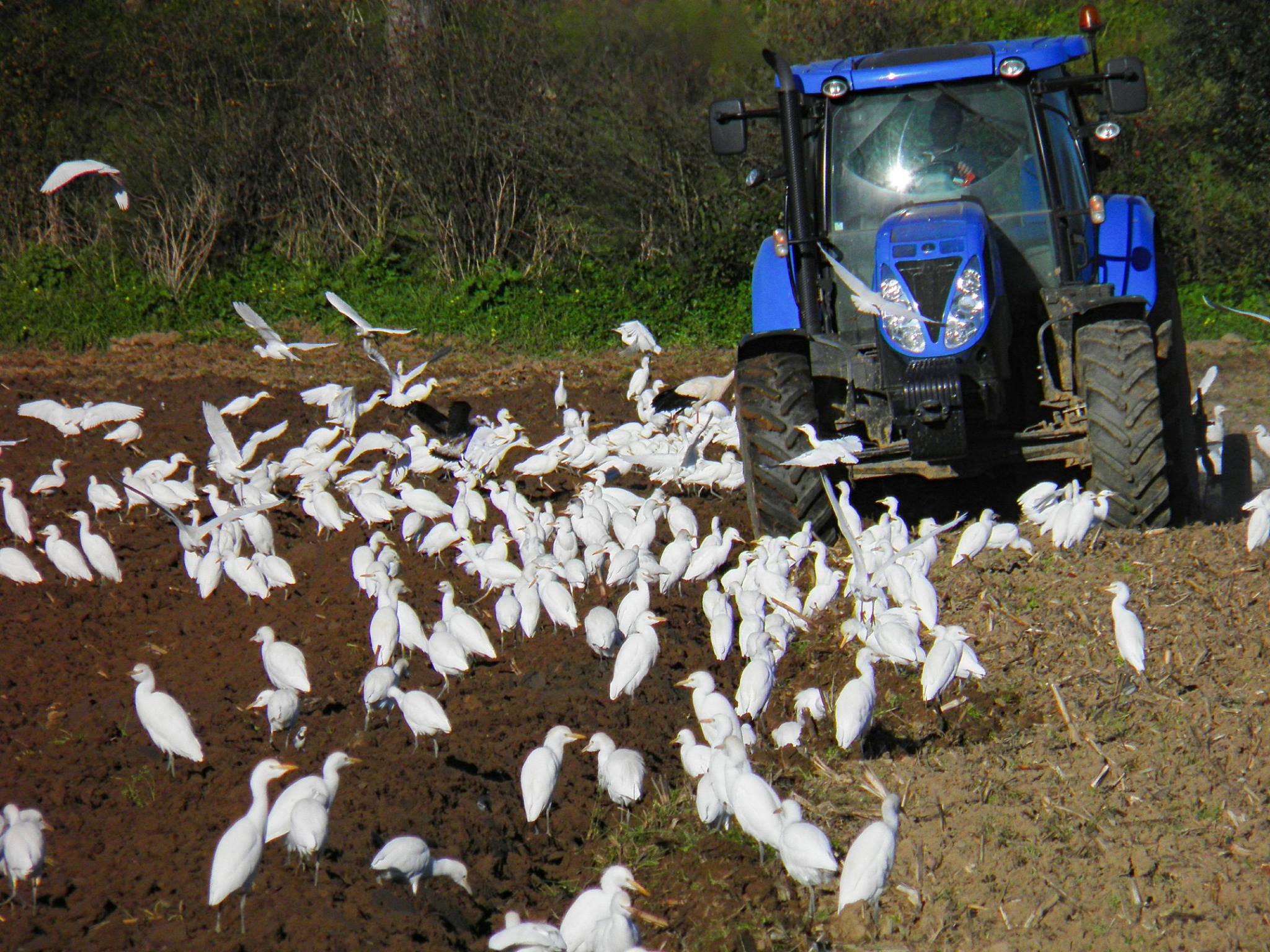 Agricultura